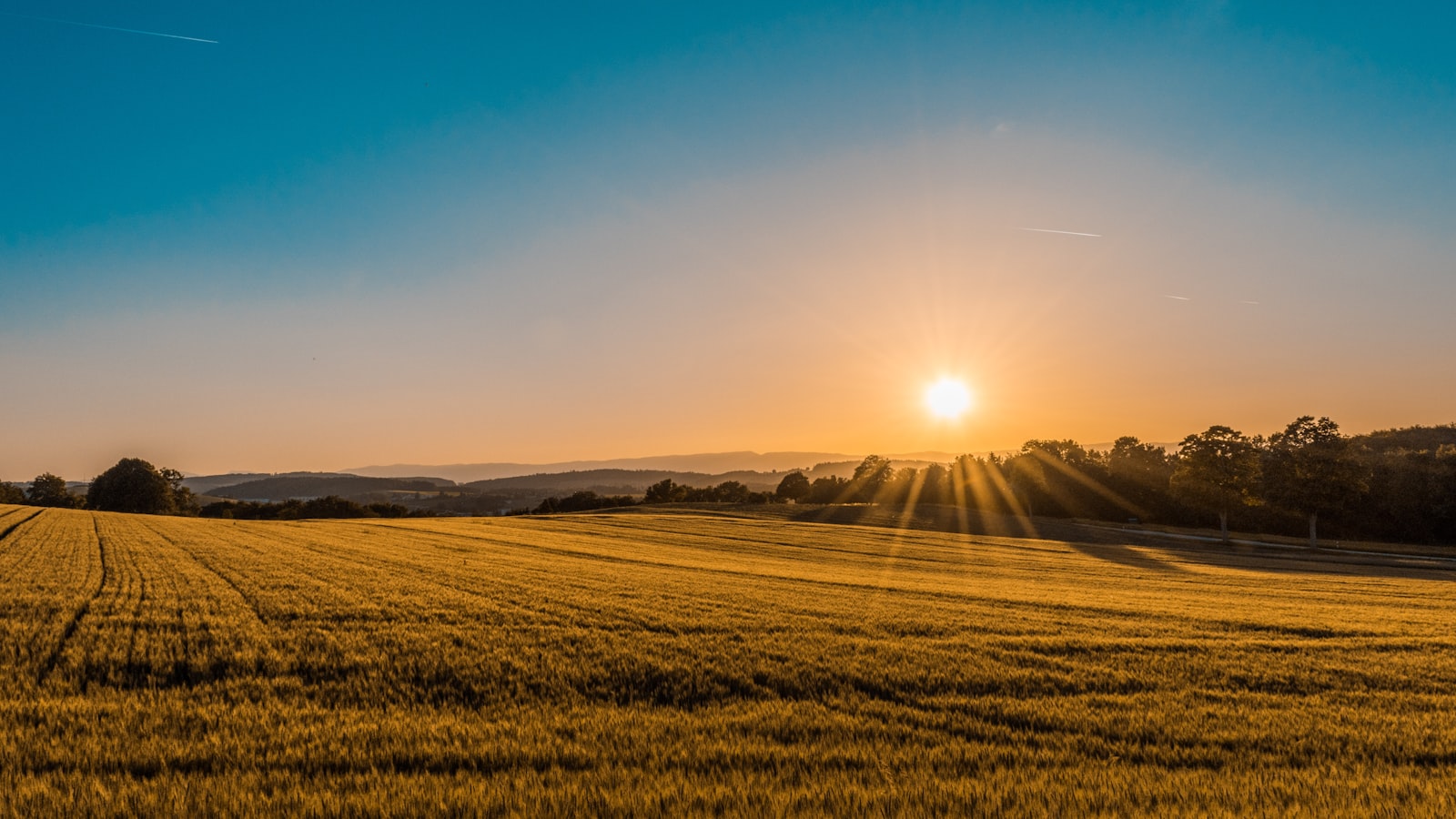Golden agricultural field at harvest